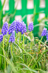 Obraz premium Вlue honey flowers. Spring flowers.