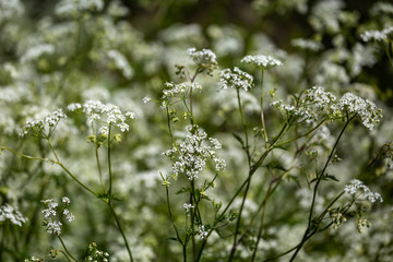 Cow Parsley in the Sussex Countryside