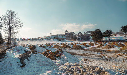 Korean Sheep Cheese Farm Hill