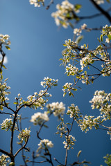 flowering tree on a background of blue sky