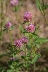 Clover plant blooming in a meadow