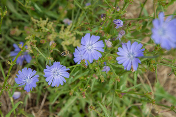 Bee flying over some chicory flowers in a meadow