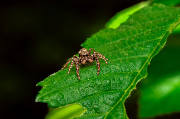 Close up of the Jumping Spiders on green leaf in the morning.