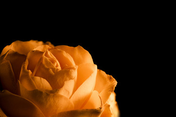 Fototapeta na wymiar close up of orange rose petals. macro shot.