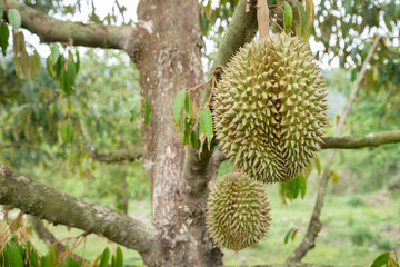 Good quality organic durian hanging on an local farm farm in Thailand. It is the king of famous...