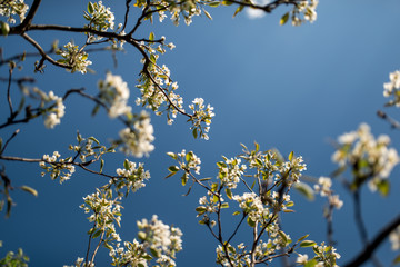flowering tree on a background of blue sky