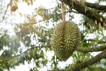 Good quality organic durian hanging on an local farm farm in Thailand. It is the king of famous fruit and has a great flavor with crispy deliciousness. Large and hard-thorned fruit.