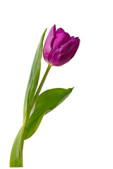 isolated single tulip bug on the white background