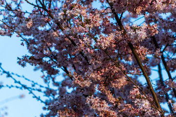 Blooming blossom of sakura tree in pink color