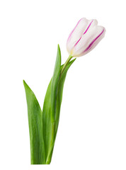 isolated single tulip bug on the white background