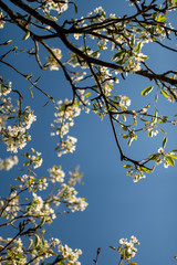 flowering tree on a background of blue sky