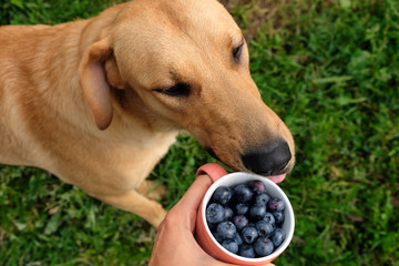 dog with a cup of blueberries