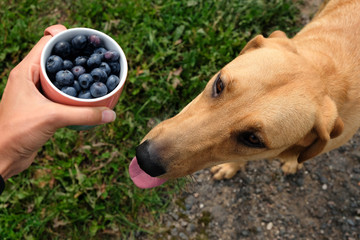 dog and a cup of blueberries in hand