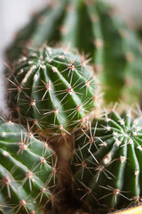 Cactus. Succulent plant.