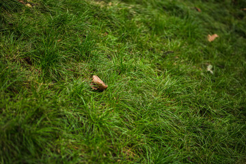 autumn leaf on a green grass