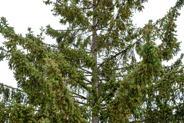Fototapeta premium green fir tree with spring red cones