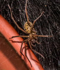 House Spider