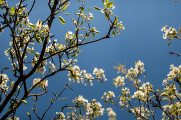 flowering tree on a background of blue sky