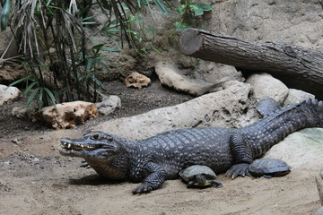 crocodile from the Barcelona zoo. Catalonia. Spain