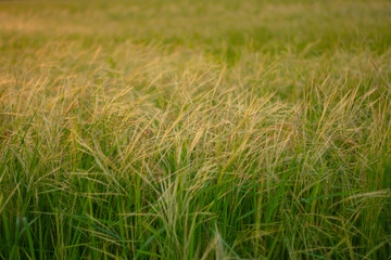 ข้าวป่า, นกกระยาง, Echinochola colonum วัชพืชในนาข้าวที่คล้ายกับข้าวมากที่สุด สามารถแพร่กระจายได้อย่างรวดเร็ว ทนต่อความแห้งแล้งและสารกำจัดวัชพืชในเอเชียตะวันออกเฉียงใต้ไทยลาวเมียนม่า