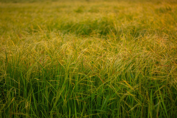 ข้าวป่า, นกกระยาง, Echinochola colonum วัชพืชในนาข้าวที่คล้ายกับข้าวมากที่สุด สามารถแพร่กระจายได้อย่างรวดเร็ว ทนต่อความแห้งแล้งและสารกำจัดวัชพืชในเอเชียตะวันออกเฉียงใต้ไทยลาวเมียนม่า