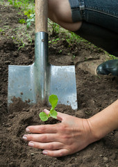 Planting a young seedling. Close-up.