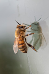 abeille