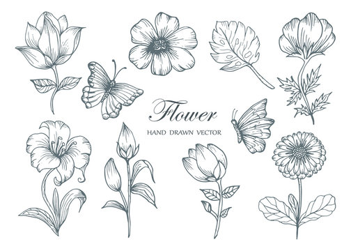 Sketch Floral Botany Collection. Flower drawings. Black and white with line art on white backgrounds. Hand Drawn Botanical Illustrations.Vector.2
