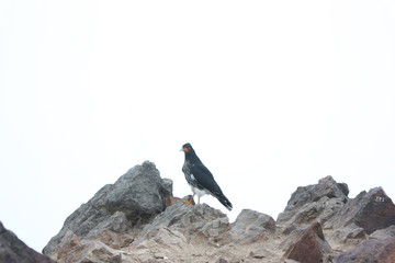 Águila de ruca con pico azulado sobre rocas en el volcan pichincha 