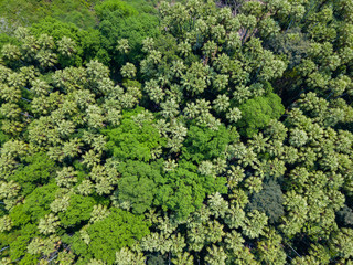 Aerial top view forest tree, Texture of green tree forest view from above.