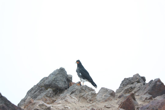 &Aacute;guila de ruca con pico azulado sobre rocas en el volcan pichincha 