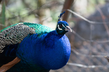 Obraz premium pavo real