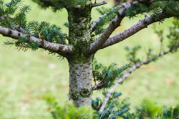 Pine three with the new growing bump