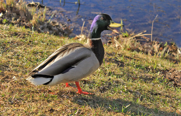A duck stands on the shore on the green grass with white flowers