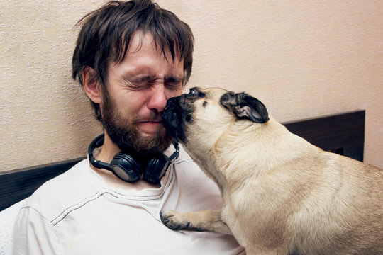 Man Lying On Bed Looking At Laptop, His Pug Dog Interfere, Licking His Face