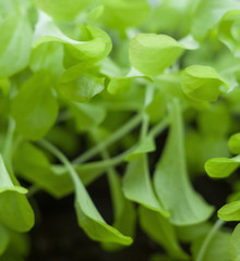 Growing the lettuce.