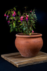 fuchsia  flowers on pot  in spring