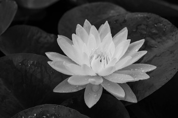 Black and white photos, white lotus blossoms blooming