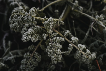Pflanzen im Winter