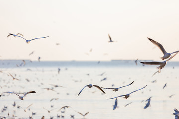 Group of seagulls at Bang Pu Recreation Center is a seaside resort on the Bay