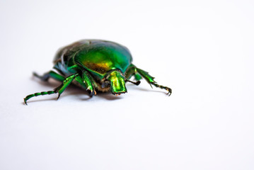 big green beetle with golden ebb tide closeup on a white background