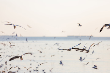 Group of seagulls at Bang Pu Recreation Center is a seaside resort on the Bay