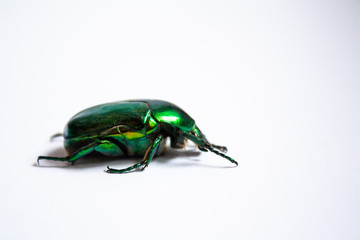 large green beetle close-up side view on a white background