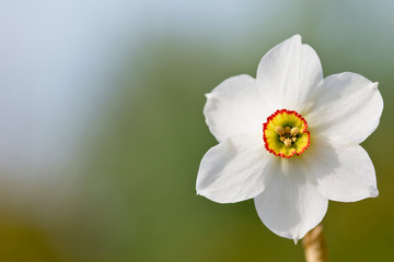 Spring daffodil beautiful white flower