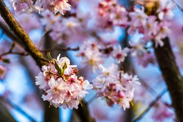 Blooming blossom of sakura tree in pink color