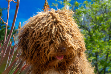 Perro de agua español 