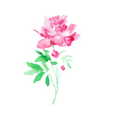 Watercolor flower pink peony floral plant illustration blossom art nature summer design decoration bouquet vector texture garden spring drawing