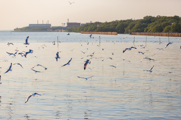 Group of seagulls at Bang Pu Recreation Center is a seaside resort on the Bay