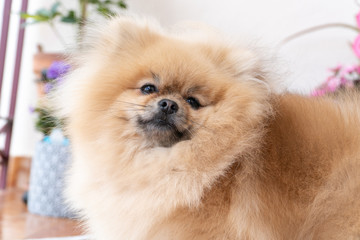 Cute pomeranian puppy. Portrait of a little fluffy Pomeranian puppy