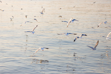Group of seagulls at Bang Pu Recreation Center is a seaside resort on the Bay